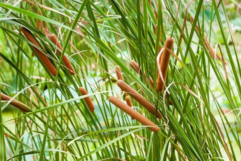 Typha Angustifolia - vaso Ø9 cm Typha Angustifolia - vaso Ø9 cm