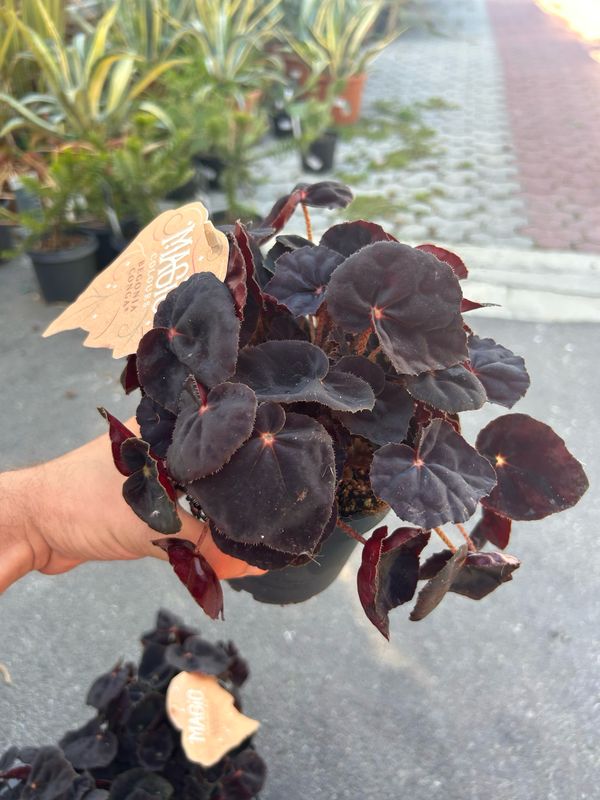 Begonia rex 'Conga' - vaso Ø12 cm