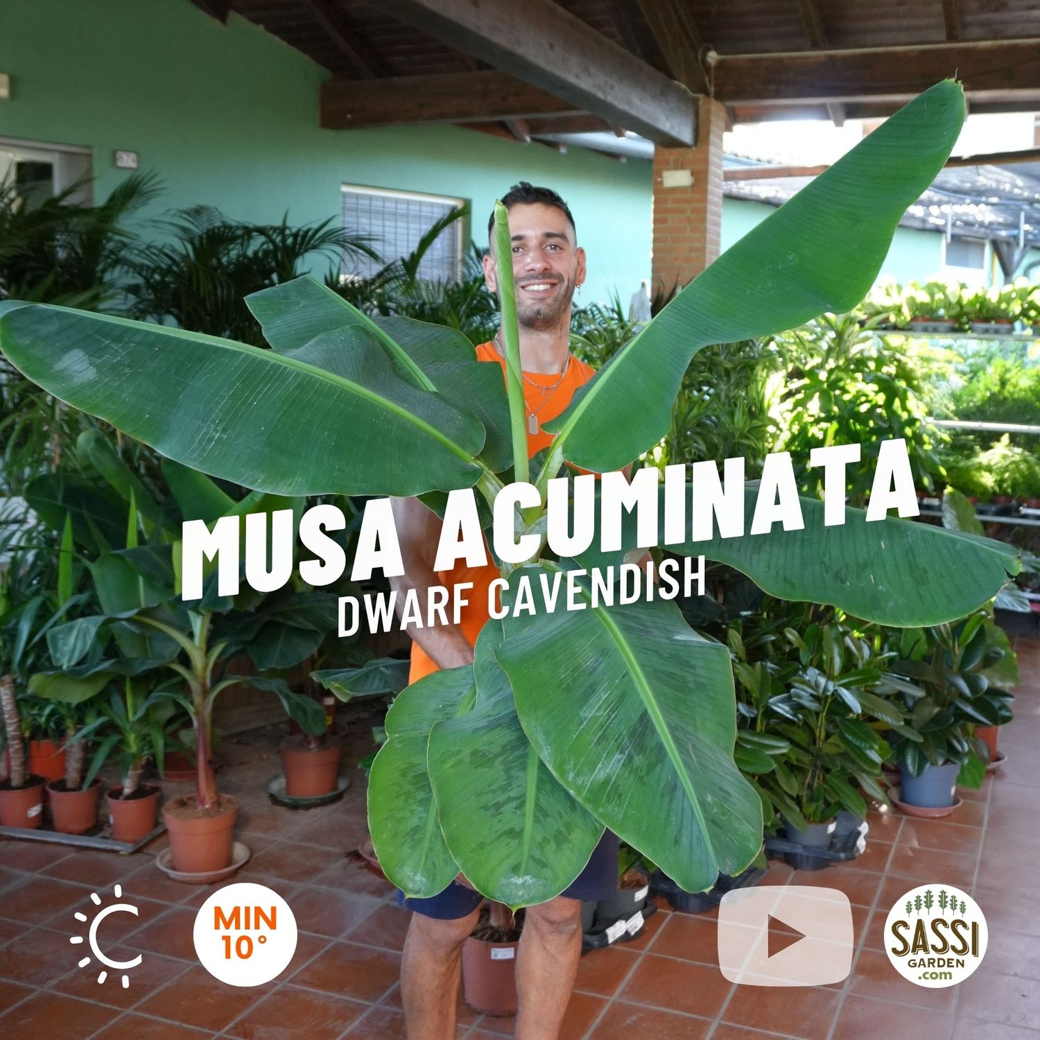 Musa acuminata 'Dwarf Cavendish', Banana, Banano da interni - vaso Ø24 cm, h 100 cm