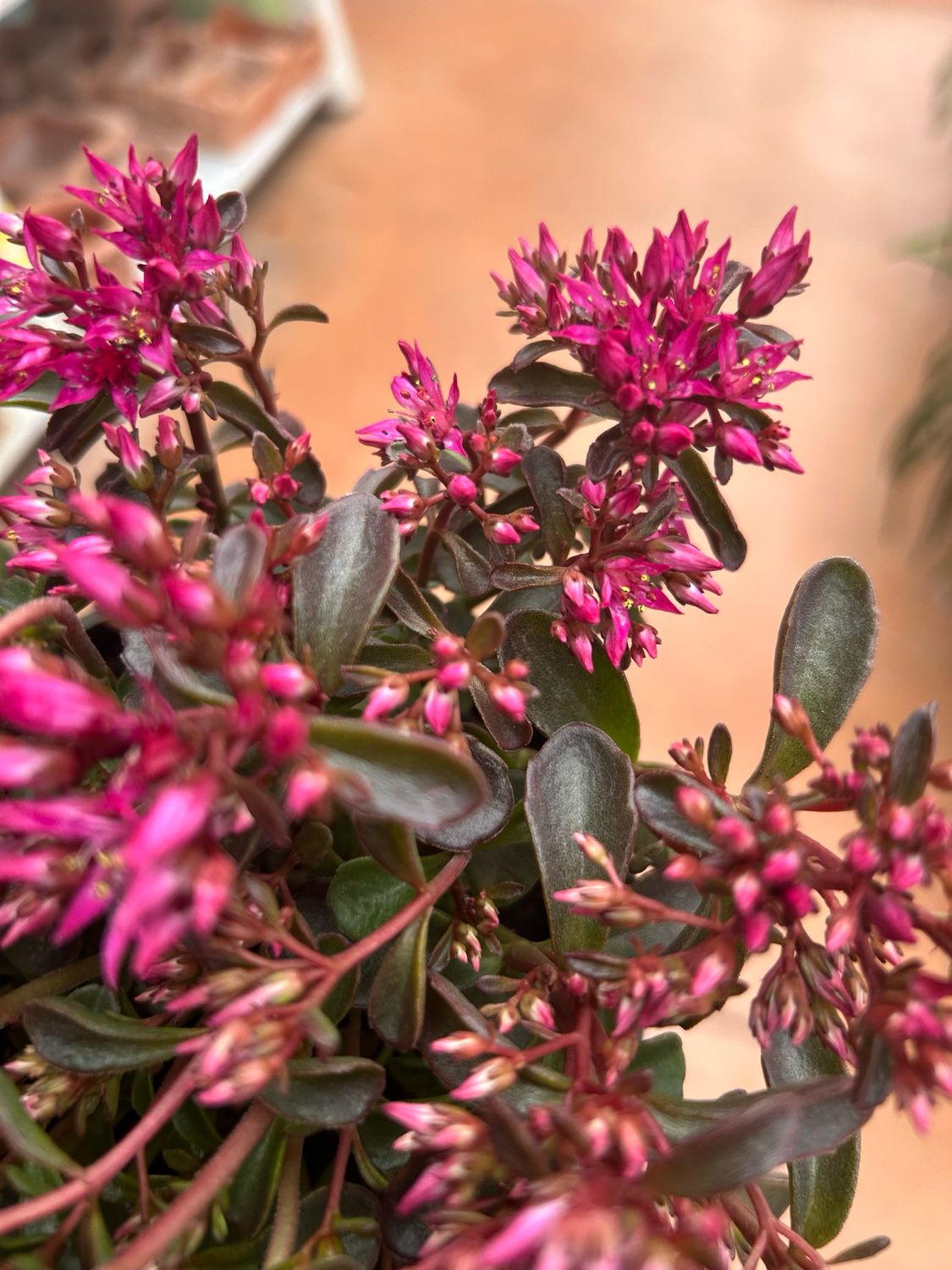 Sedum spurium 'Spot on Pink' - vaso Ø14 cm