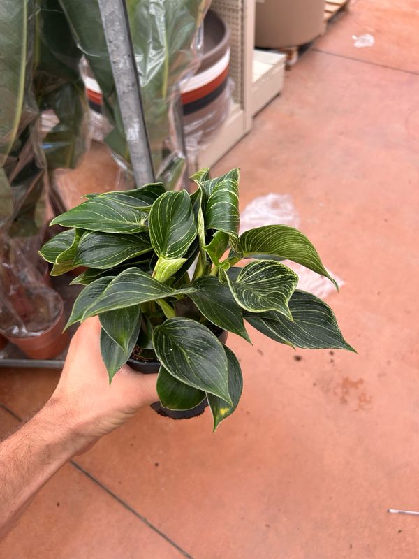 Philodendron Birkin Compactum , Filodendro - vaso Ø14 cm