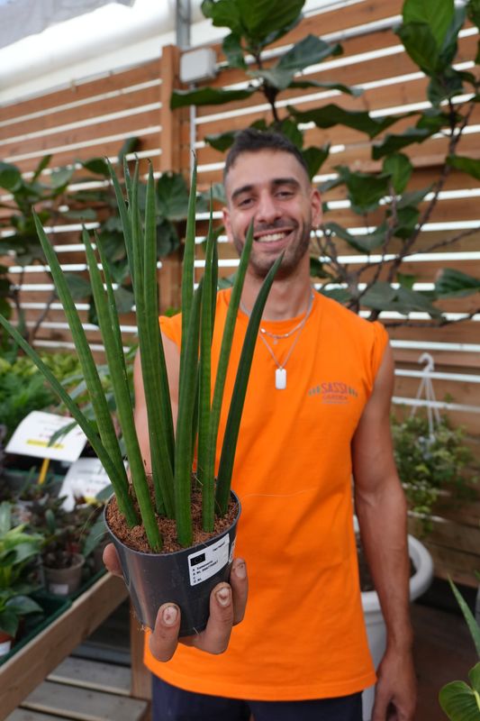 Sansevieria cylindrica 'Mikado' - vaso Ø12 cm Sansevieria cylindrica 'Mikado' - vaso Ø12 cm