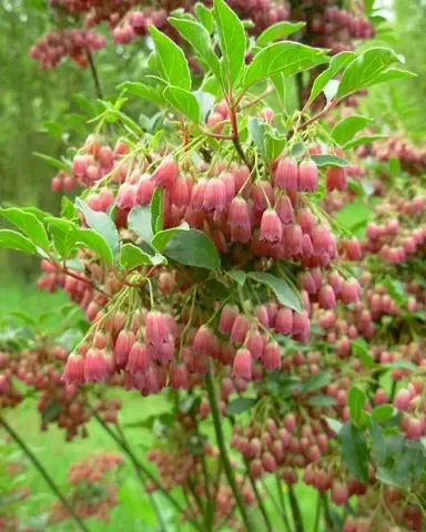 Enkianthus campanulatus - vaso Ø24 cm