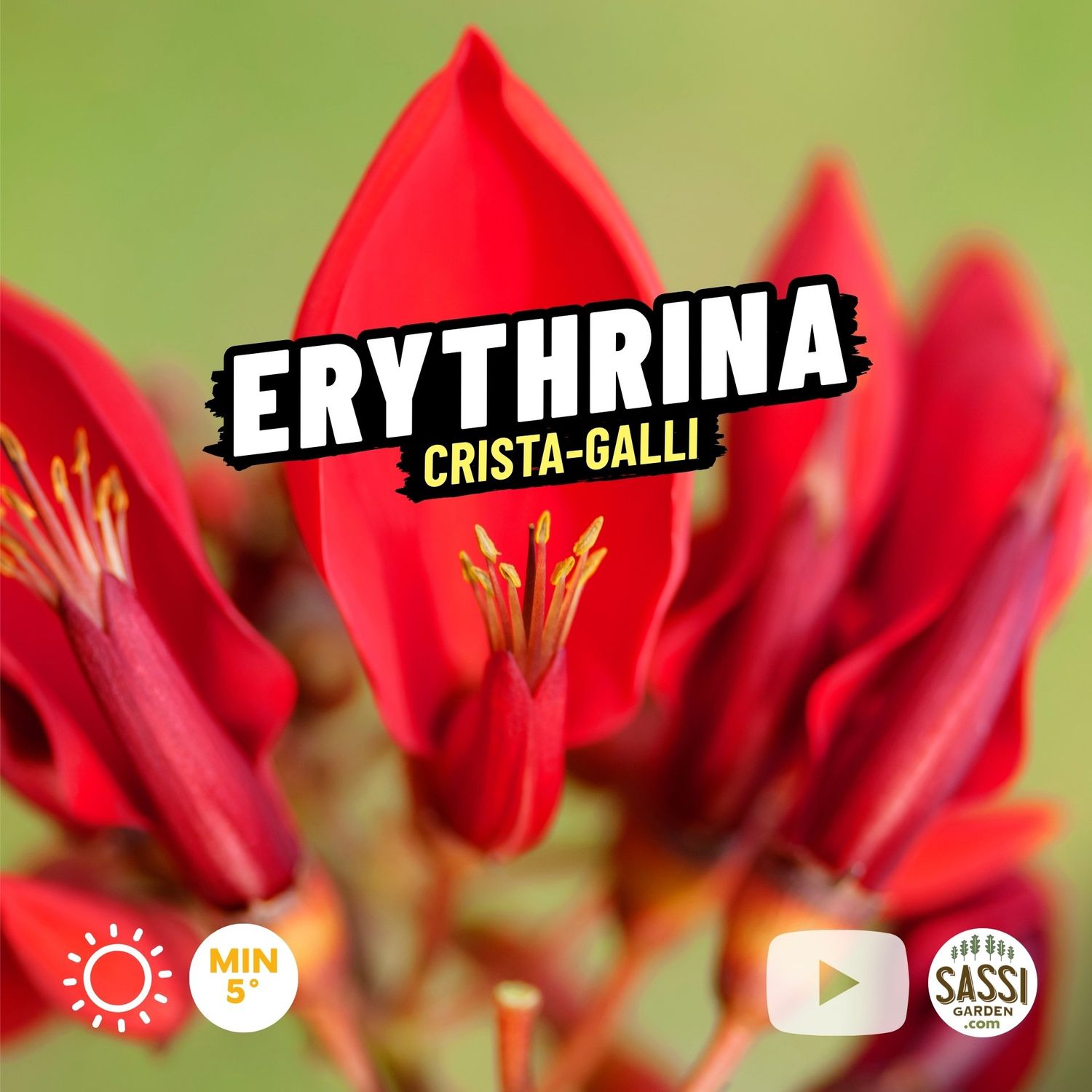 Erythrina crista-galli, Albero del corallo, Ceibo, Albero del fuoco, Eritrina cristagalli - vaso Ø17 cm, h 40 cm trav