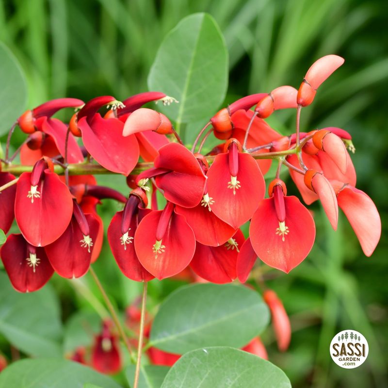 Erythrina crista-galli, Albero del corallo, Ceibo, Albero del fuoco, Eritrina cristagalli - vaso Ø17 cm, h 40 cm