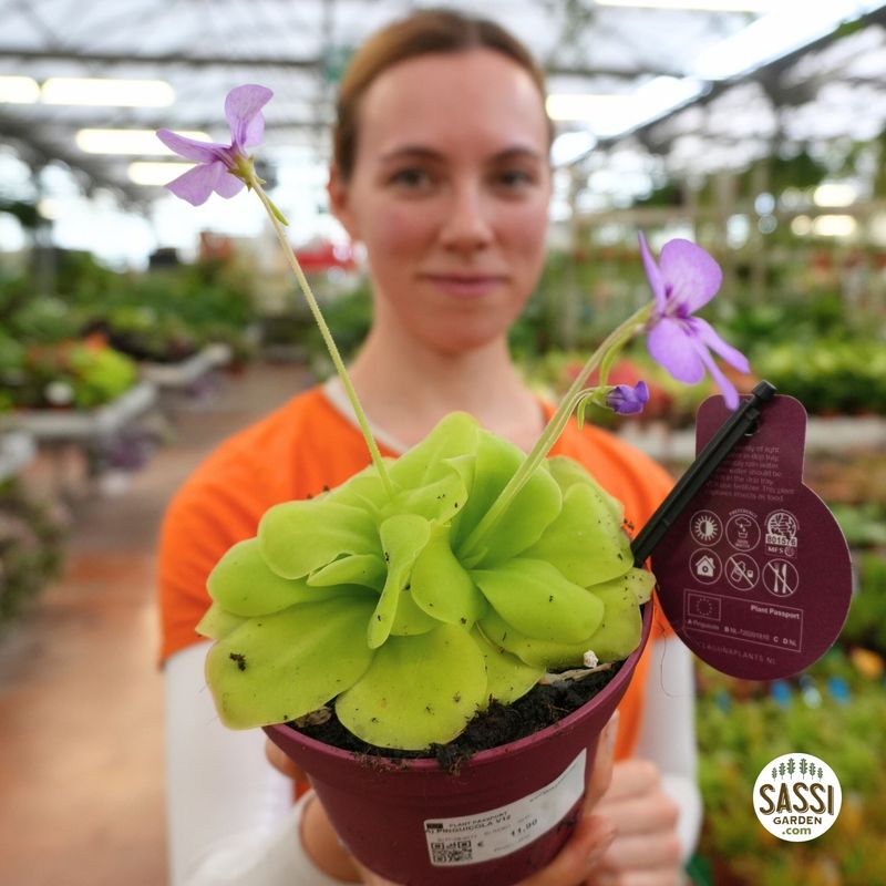 Pinguicula moranensis - vaso Ø12 cm