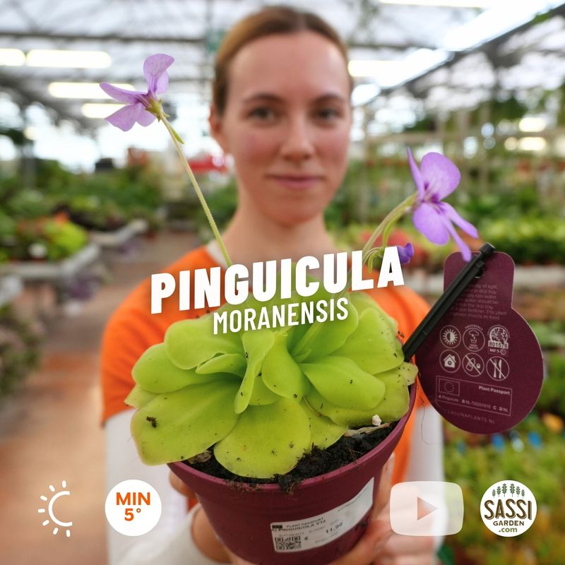 Pinguicula moranensis - vaso Ø12 cm