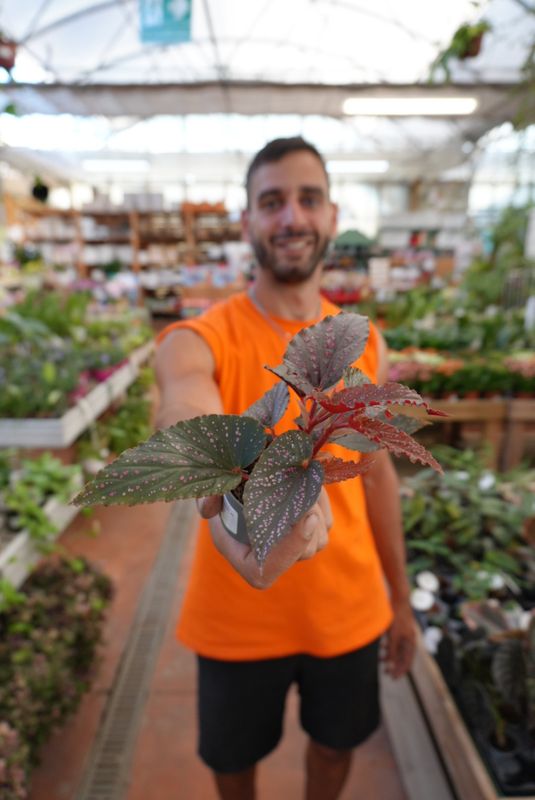 Begonia Maculata 'Pink spot' - vaso Ø6 cm