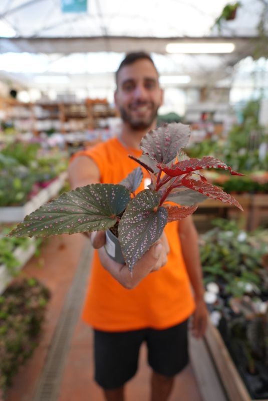 Begonia Maculata 'Pink spot' - vaso Ø6 cm Begonia Maculata 'Pink spot' - vaso Ø6 cm