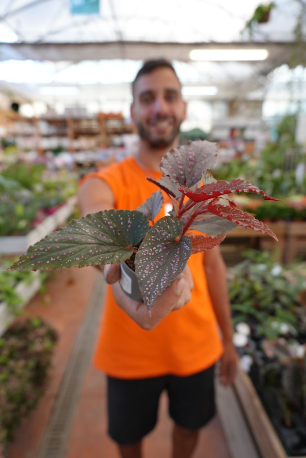 Begonia Maculata 'Pink spot' - vaso Ø6 cm Begonia Maculata 'Pink spot' - vaso Ø6 cm