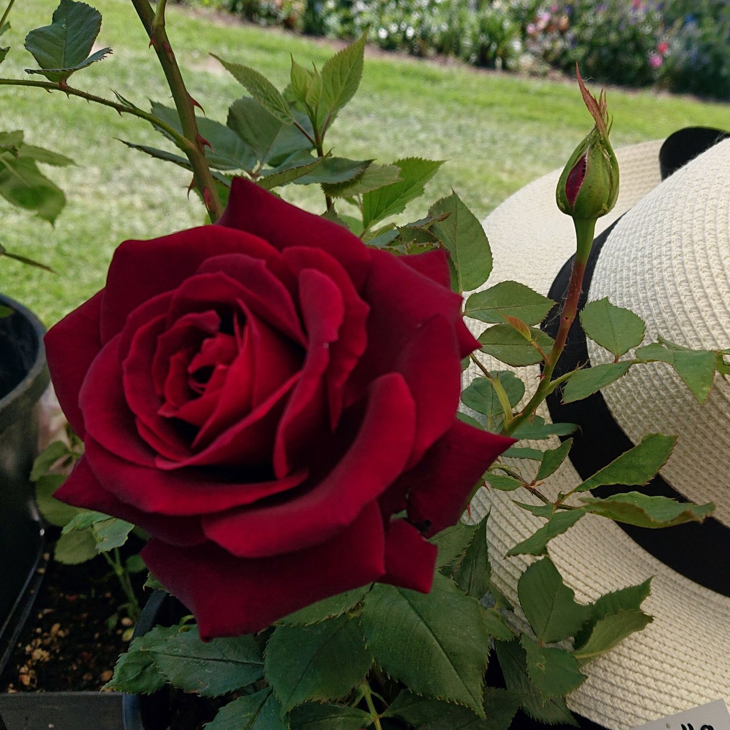 Rosa Black Parfumella®, Rosa nera profumata - vaso Ø22 cm Rosa Black Parfumella®, Rosa nera profumata - vaso Ø22 cm
