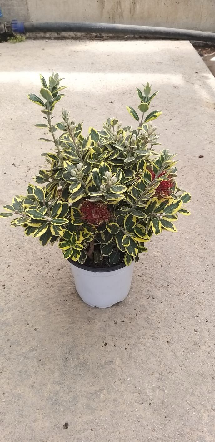 Metrosideros excelsa 'Variegata', Metrosideros variegato, Metrosideros tricolor - vaso Ø24 Ccm Metrosideros excelsa 'Variegata', Metrosideros variegato, Metrosideros tricolor - vaso Ø24 Ccm