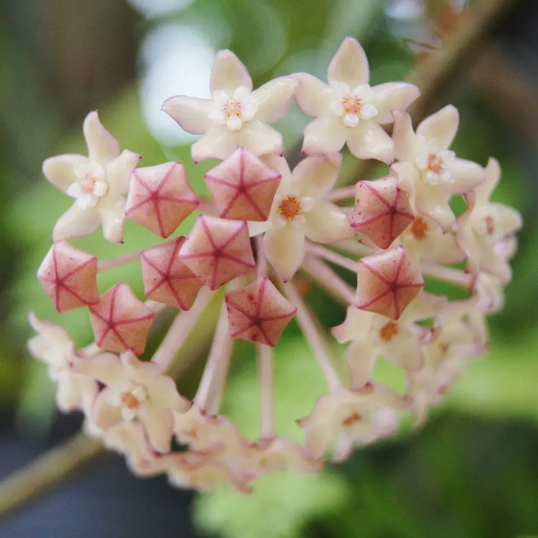 Hoya macrophylla 'Borneo' - vaso Ø6 cm Hoya macrophylla 'Borneo' - vaso Ø6 cm