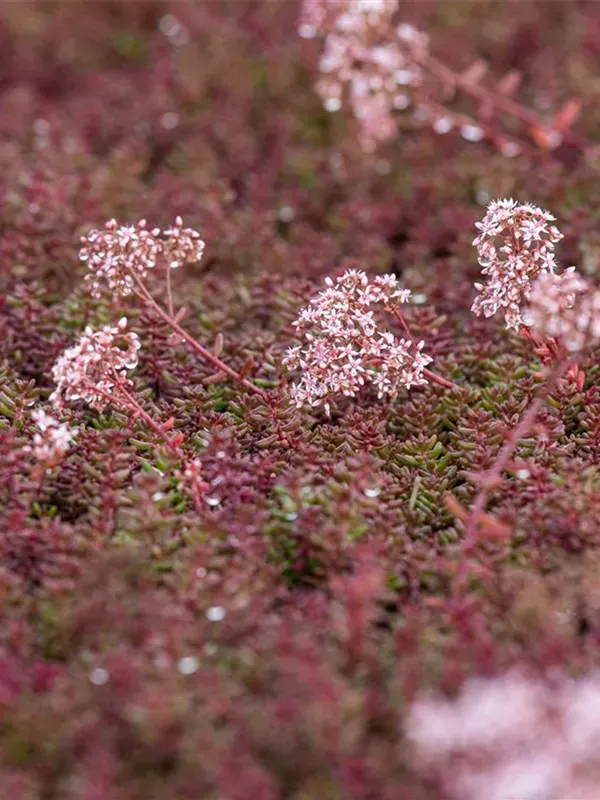 Sedum album subsp. teretifolium ' Murale ' - vaso Ø8 cm