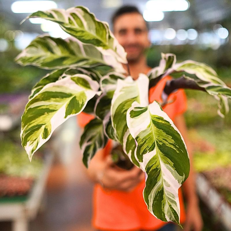 Calathea Fusion White - vaso Ø14 cm