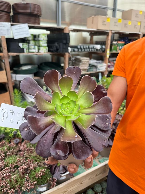 Aeonium Arboreum nigrum - vaso Ø12 cm
