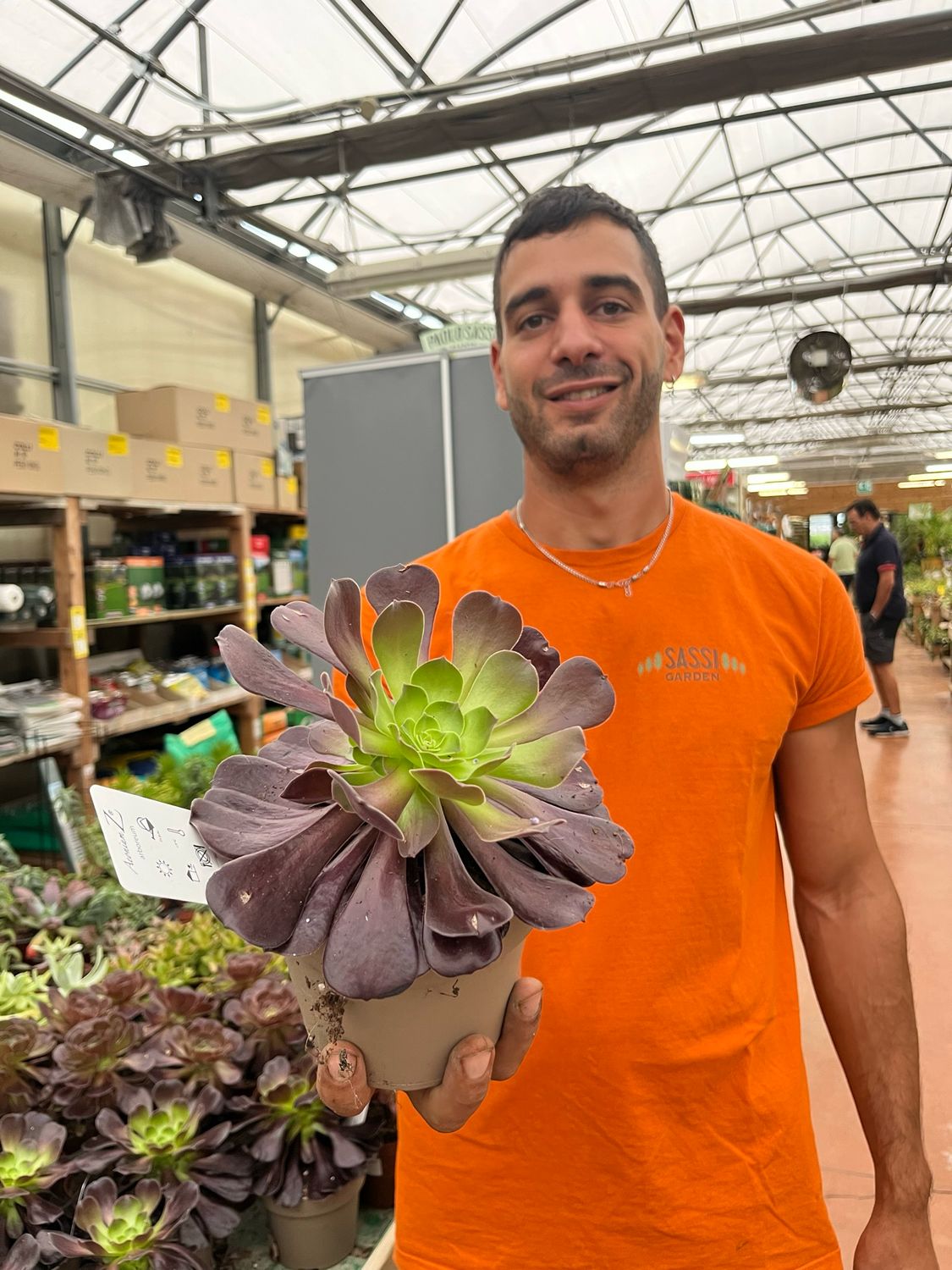 Aeonium Arboreum nigrum - vaso Ø12cm