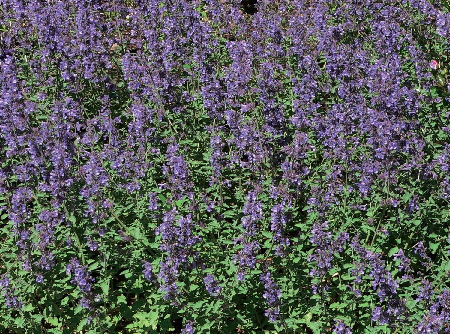 Nepeta x faassenii 'Walker's low' - vaso Ø18 cm