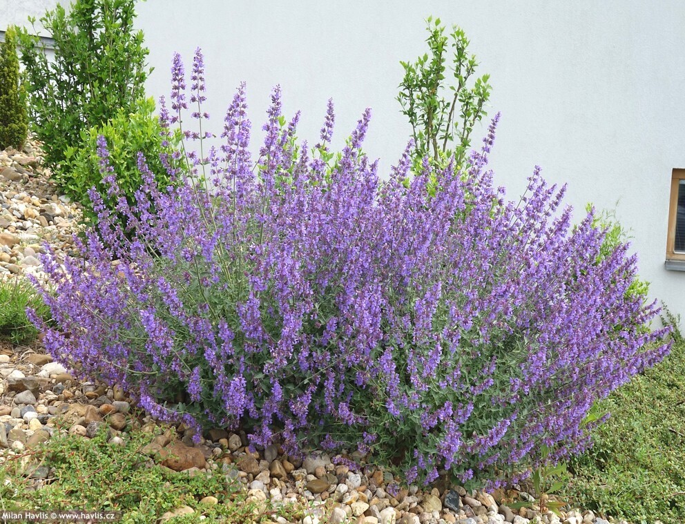 Nepeta faassenii 'Six Hills Giant' - vaso Ø18