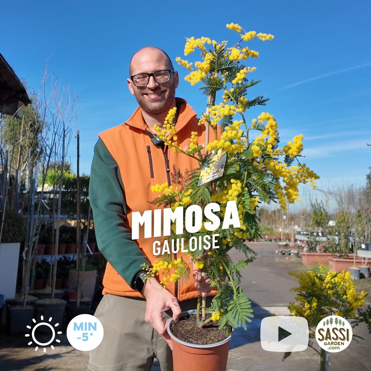 Mimosa Gauloise, Acacia dealbata 'Gaulois Astier' - vaso Ø19 cm, h 90 cm, 1 canna (fiorite) Mimosa Gauloise, Acacia dealbata 'Gaulois Astier' - vaso Ø19 cm, h 90 cm, 1 canna (fiorite)