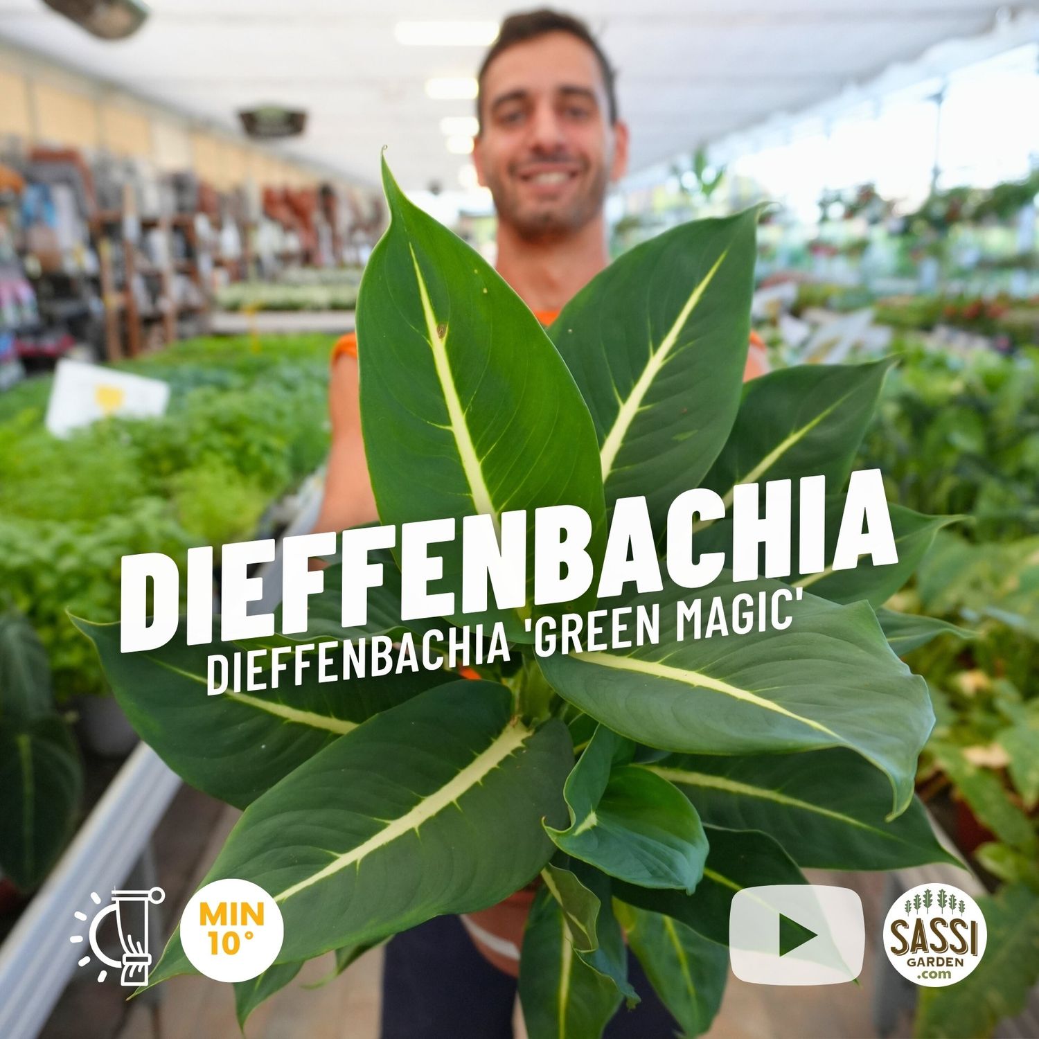Dieffenbachia 'Green Magic' - vaso Ø17 cm