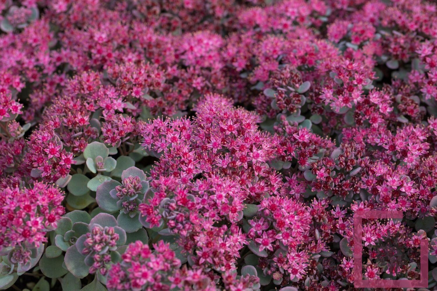 Sedum cauticola Lidakense - vaso Ø9 cm Sedum cauticola Lidakense - vaso Ø9 cm