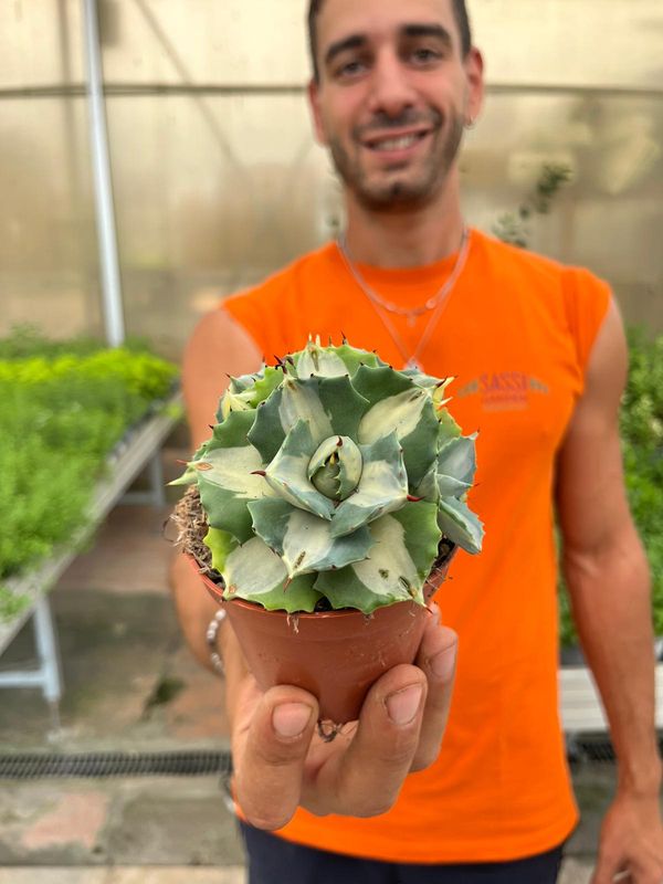 Agave Potatorum Ouhi-Raijin variegata, Pianta Succulenta - vaso Ø8 cm Agave Potatorum Ouhi-Raijin variegata, Pianta Succulenta - vaso Ø8 cm
