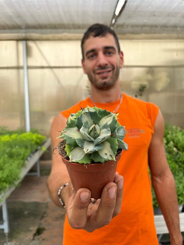 Agave Potatorum Ouhi-Raijin variegata, Pianta Succulenta - vaso Ø8 cm