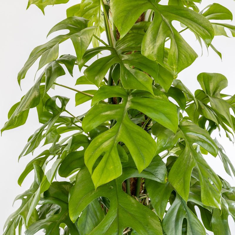 Monstera Minima, Rhaphidophora Tetrasperma - vaso Ø17 cm
