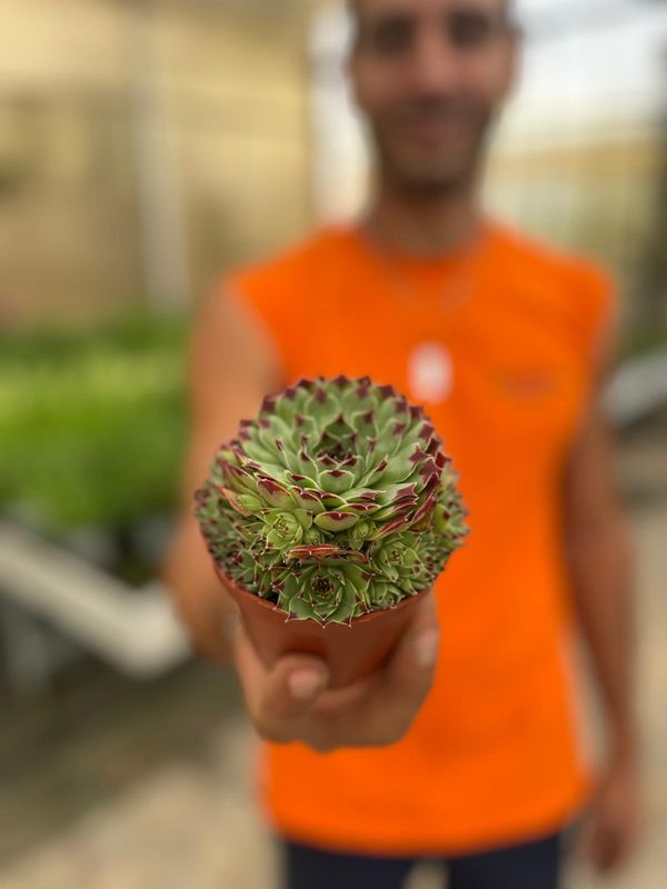Sempervivum 'Berlijn' - vaso Ø9 cm