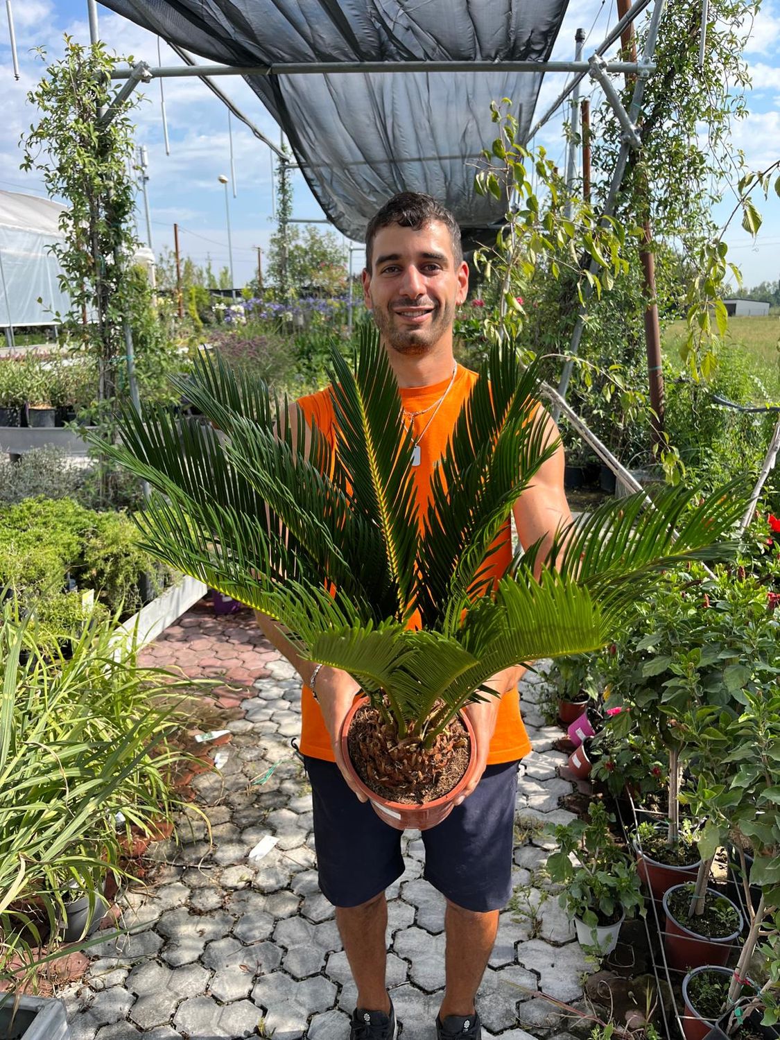 Cycas Revoluta, Cicas - vaso Ø17 cm