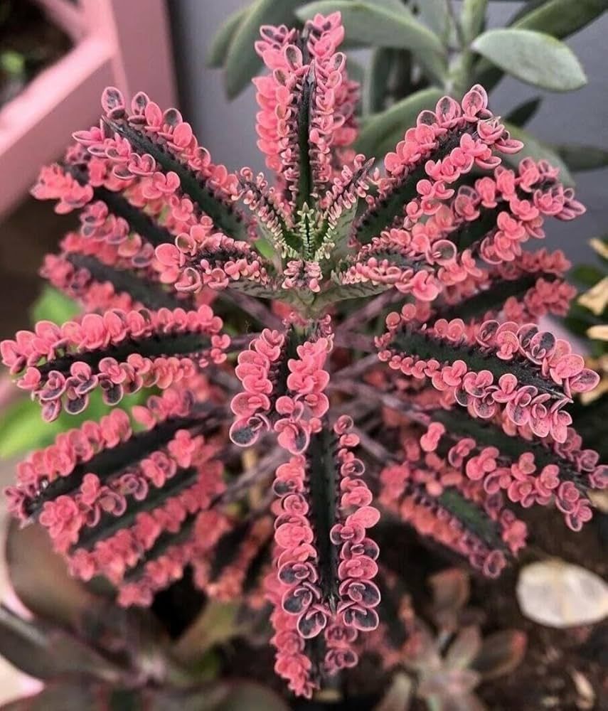 Kalanchoe daigremontiana Pink Butterfly - vaso Ø12 cm Kalanchoe daigremontiana Pink Butterfly - vaso Ø12 cm