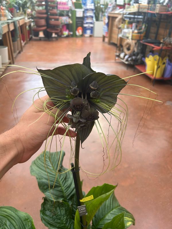 Tacca chantrieri, fiore pipistrello, Orchidea nera - vaso Ø17 cm