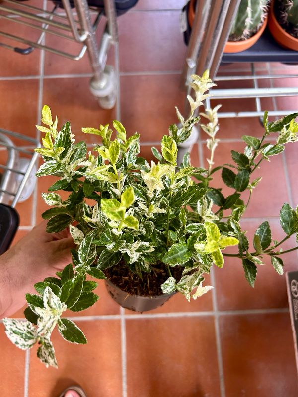 Evonimo, Euonymus fortunei 'Harlequin' - vaso Ø18 cm
