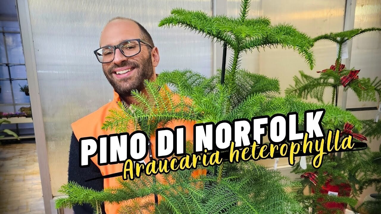 Araucaria Heterophylla, Pino di Norfolk - vaso Ø21 cm, h 90 cm