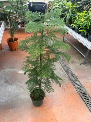 Araucaria heterophylla vaso 18cm foto reali