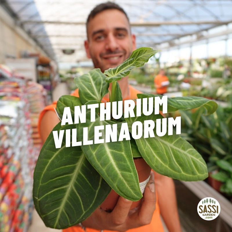Anthurium villenaorum - vaso Ø12 cm