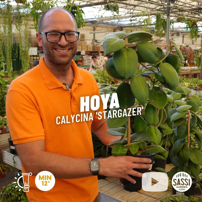 Hoya calycina 'Stargazer', Fiore di Cera - vaso Ø17 cm, h 55-60 cm fuori vaso Hoya calycina 'Stargazer', Fiore di Cera - vaso Ø17 cm, h 55-60 cm fuori vaso