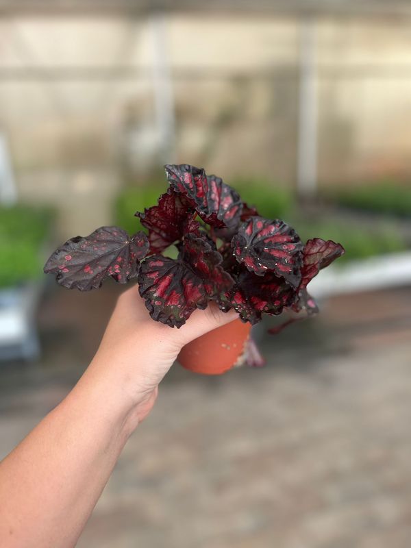 Begonia rex 'Etna' - vaso Ø12 cm