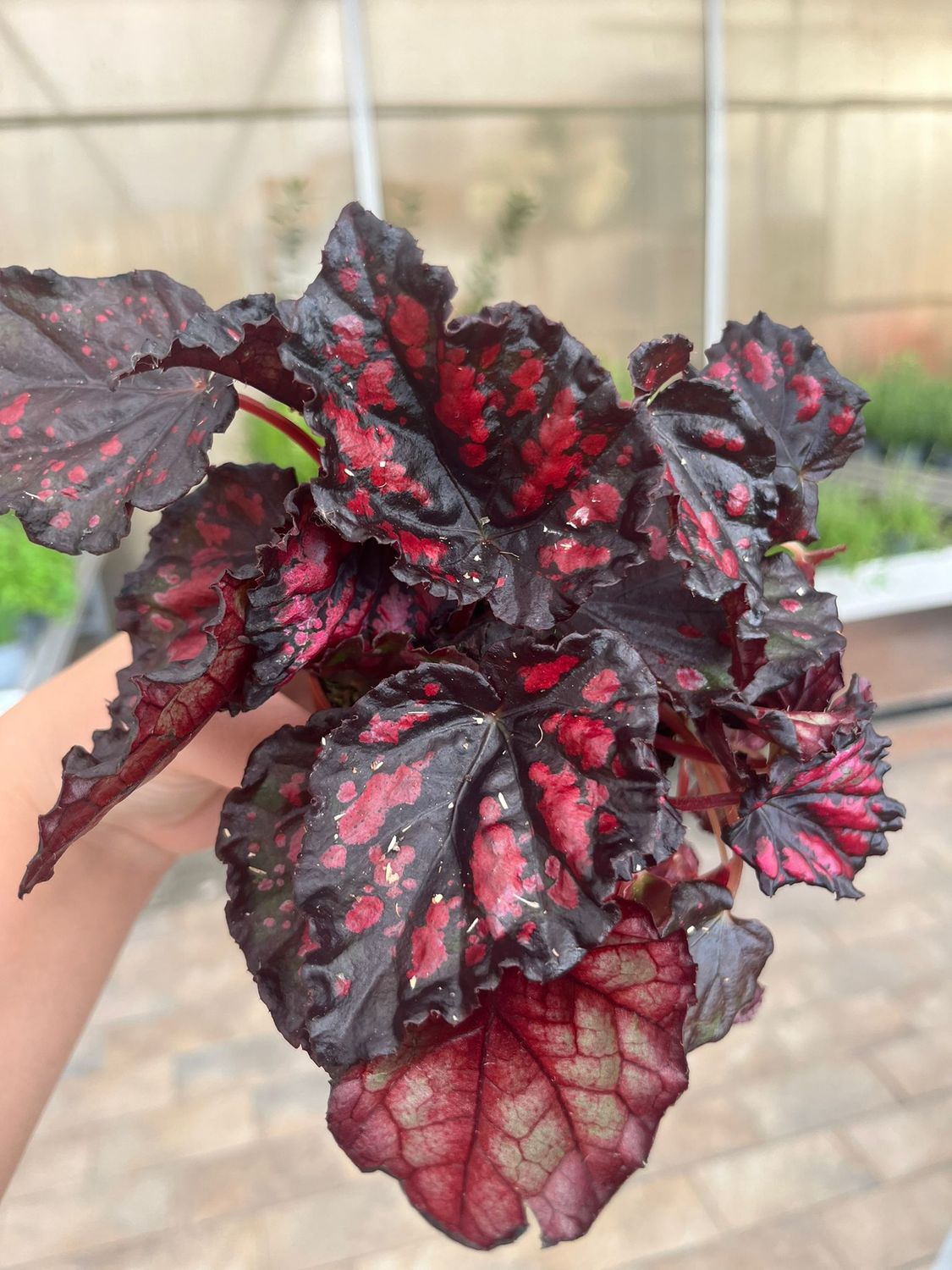 Begonia rex 'Etna' - vaso Ø12 cm
