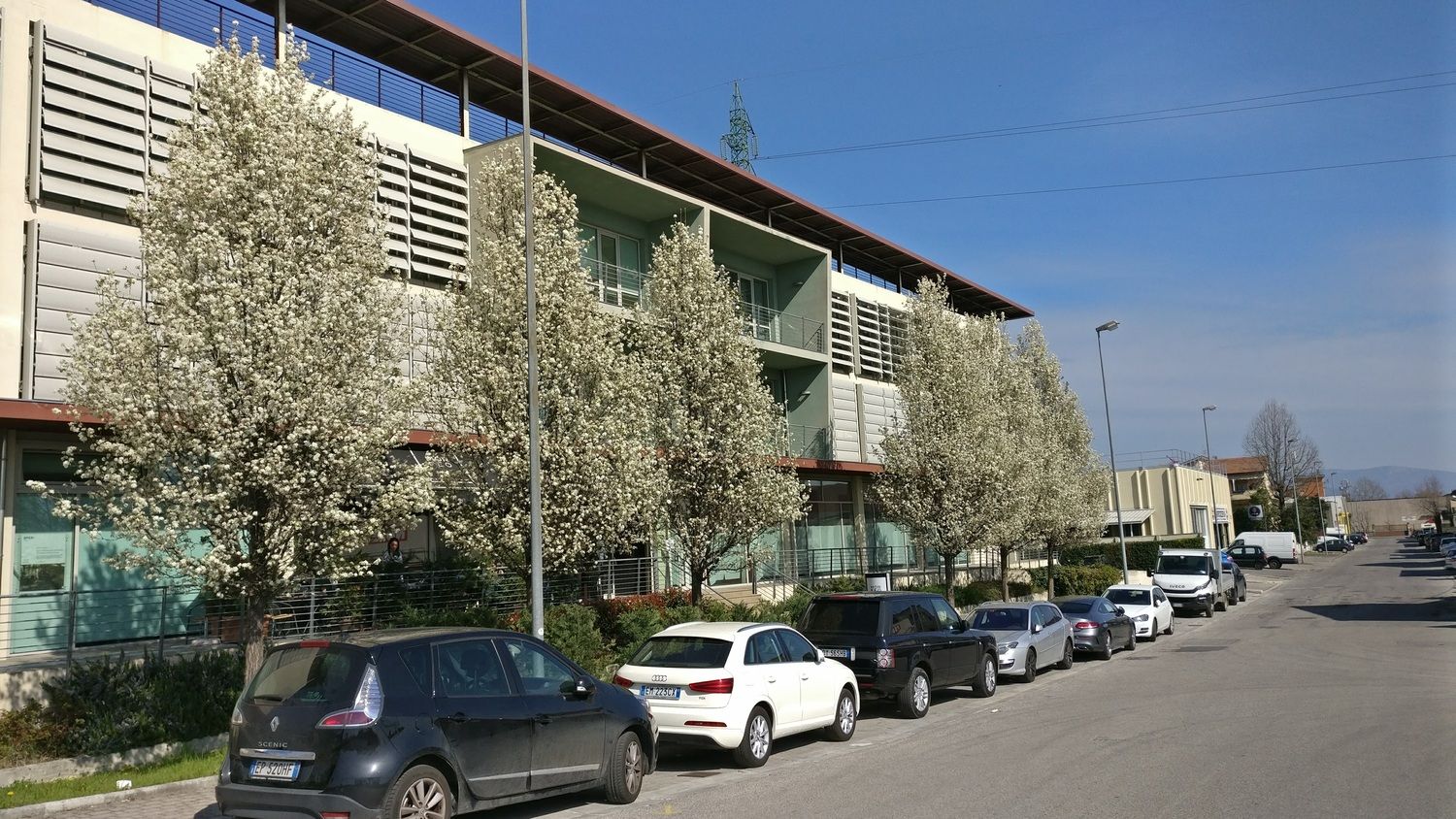 Pero da fiore, Pyrus calleryana 'Chanticleer' - vaso Ø25 cm Pero da fiore, Pyrus calleryana 'Chanticleer' - vaso Ø25 cm