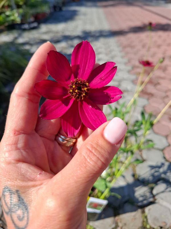 Cosmos atrosanguineus 'Cherry Chocolate' - vaso Ø18 cm