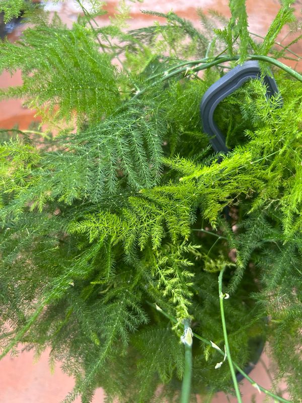 Asparagus setaceus, Asparago piumoso - vaso Ø19 cm