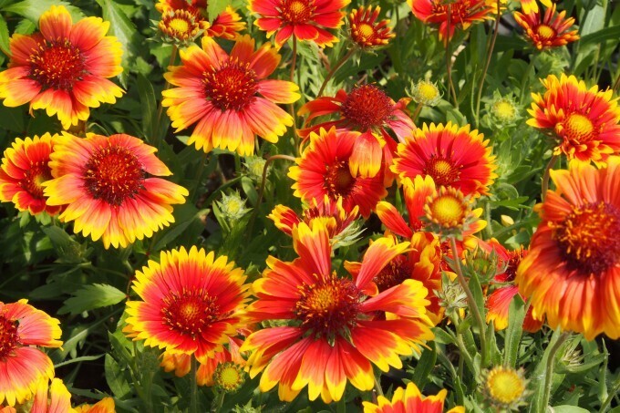 Gaillardia aristata 'Kobold' - vaso Ø22 cm Gaillardia aristata 'Kobold' - vaso Ø22 cm