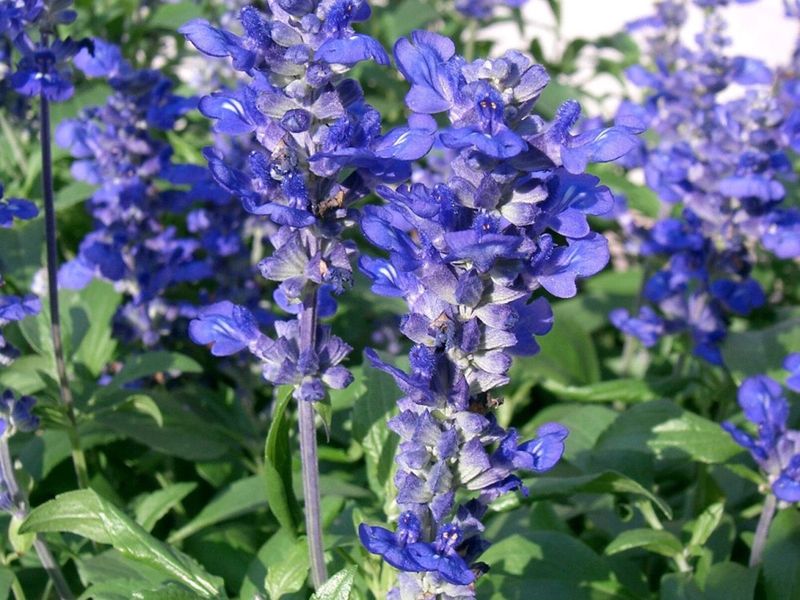 Salvia farinacea 'Marvel Blue' (potata) - vaso Ø24 cm