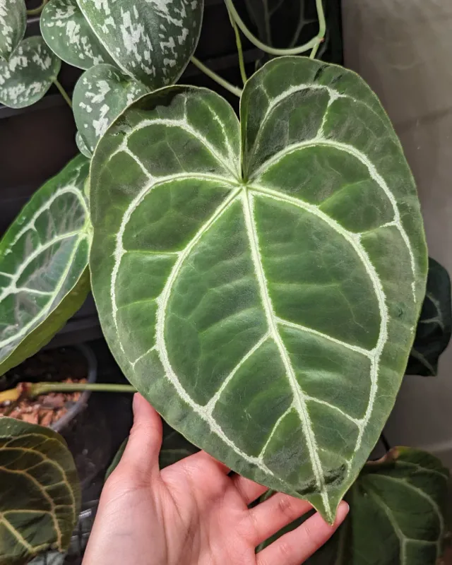 Anthurium Magnificum, Anthurium Gigante - vaso Ø6 cm