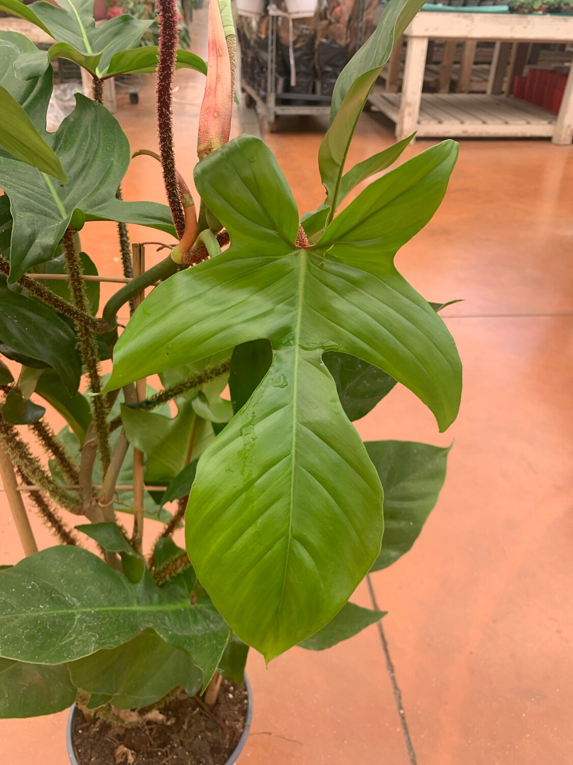 Philodendron Squamiferum - basket Ø20 cm