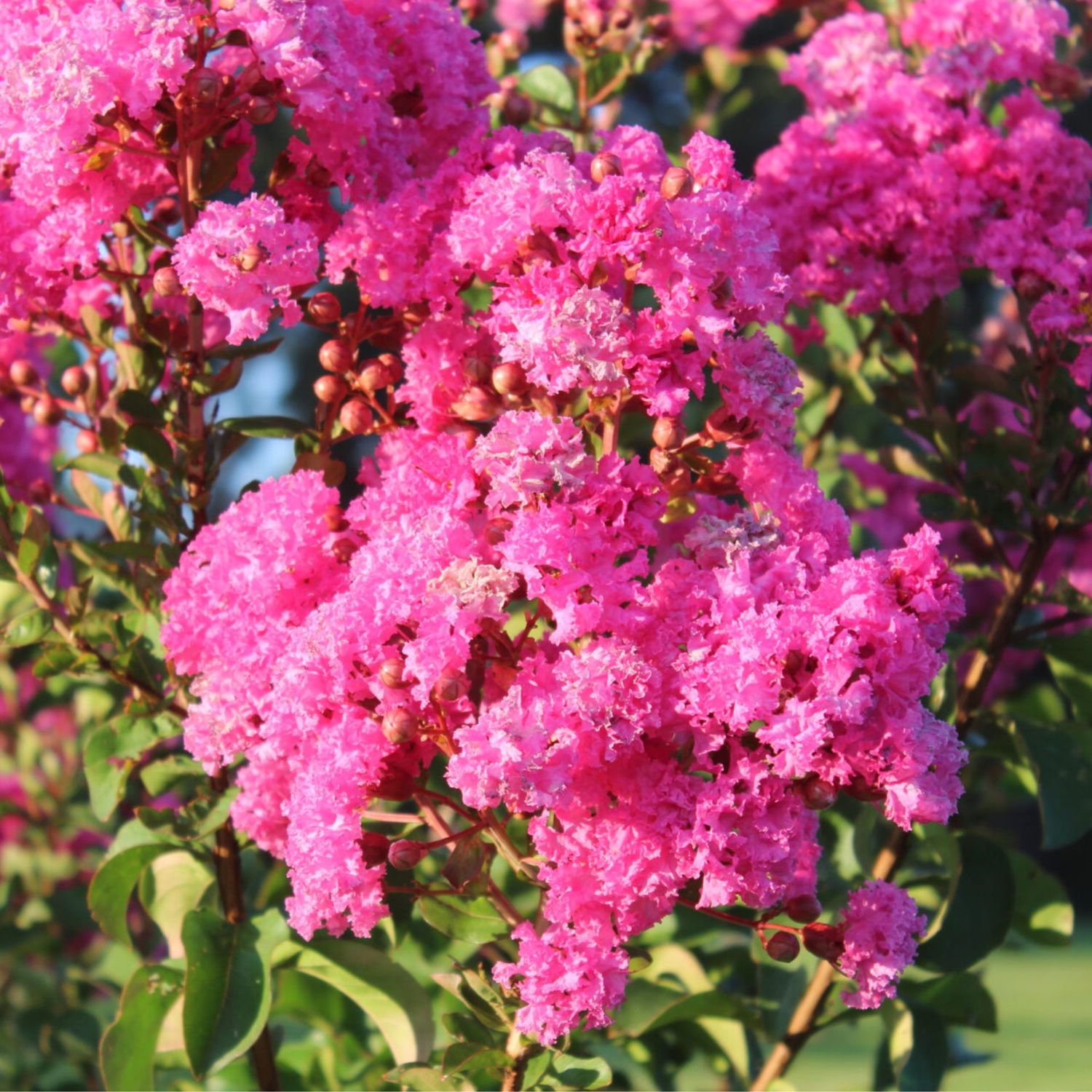 Lagerstroemia indica 'hopi', Mirto crespo - vaso Ø18 cm Lagerstroemia indica 'hopi', Mirto crespo - vaso Ø18 cm
