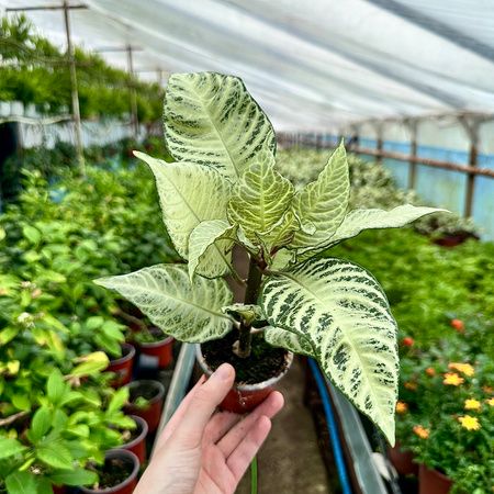 Aphelandra squarrosa 'White Wash' Pianta Zebra🦓 - vaso Ø13 cm Aphelandra squarrosa 'White Wash' Pianta Zebra🦓 - vaso Ø13 cm