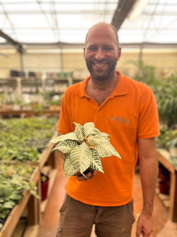 Aphelandra squarrosa 'White Wash' Pianta Zebra🦓 - vaso Ø13 cm